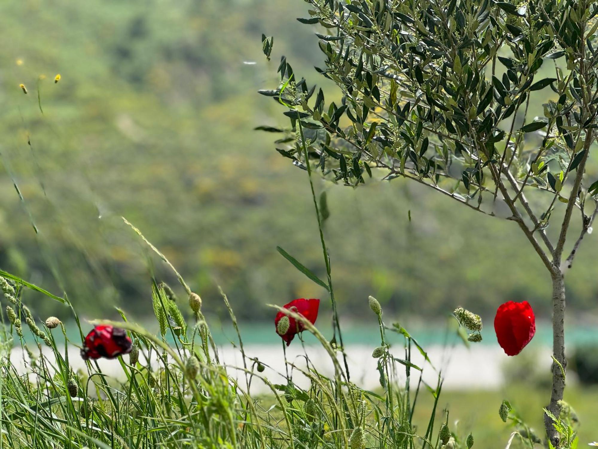 Rv Parking And Wild River Campsite Tepelene